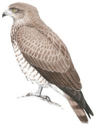 Illustration Circaète Jean-Le-Blanc