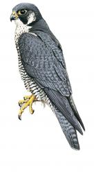 Illustration Faucon pèlerin