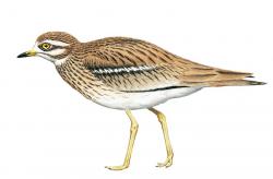 Illustration Oedicnème criard