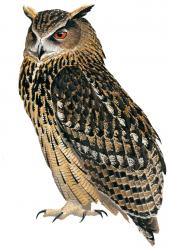 Illustration Grand-duc d'Europe