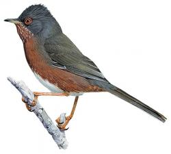 Illustration Fauvette pitchou