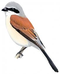 Illustration Pie-Grièche écorcheur