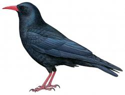 Illustration crave à bec rouge