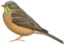 Illustration Bruant ortolan