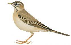 Illustration Pipit rousseline
