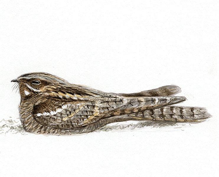 Illustration Engoulevent d'Europe