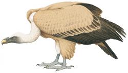 Illustration Vautour fauve