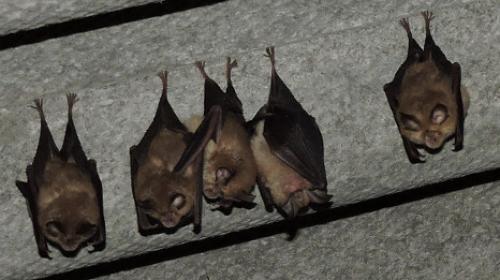 2017-06-14_petits_rhinolophes_web.jpg